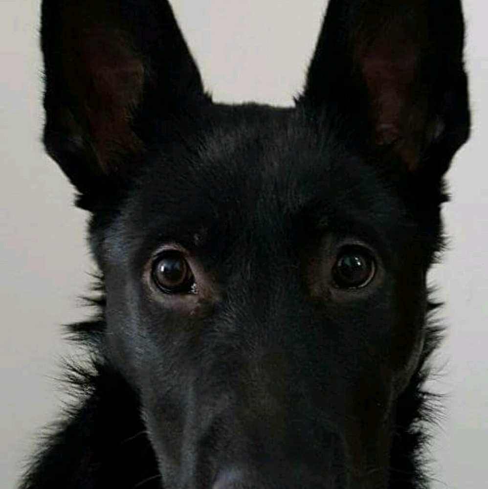 Meet your Posher, Susan